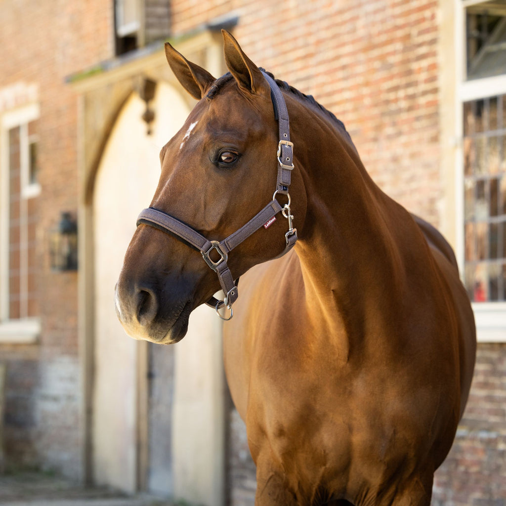 LeMieux Heritage Headcollar - Cocoa
