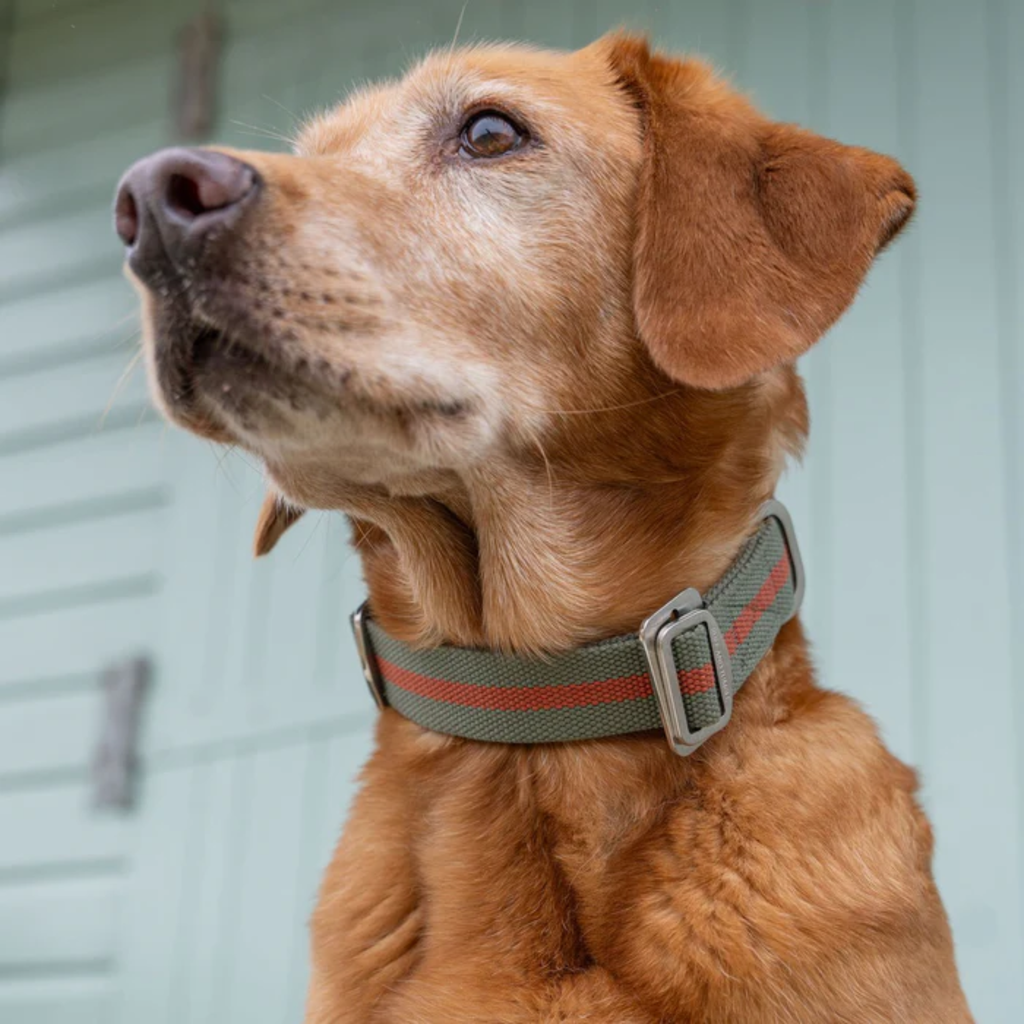 Ruff & Tumble All-Terrain Collar - Khaki/Chestnut