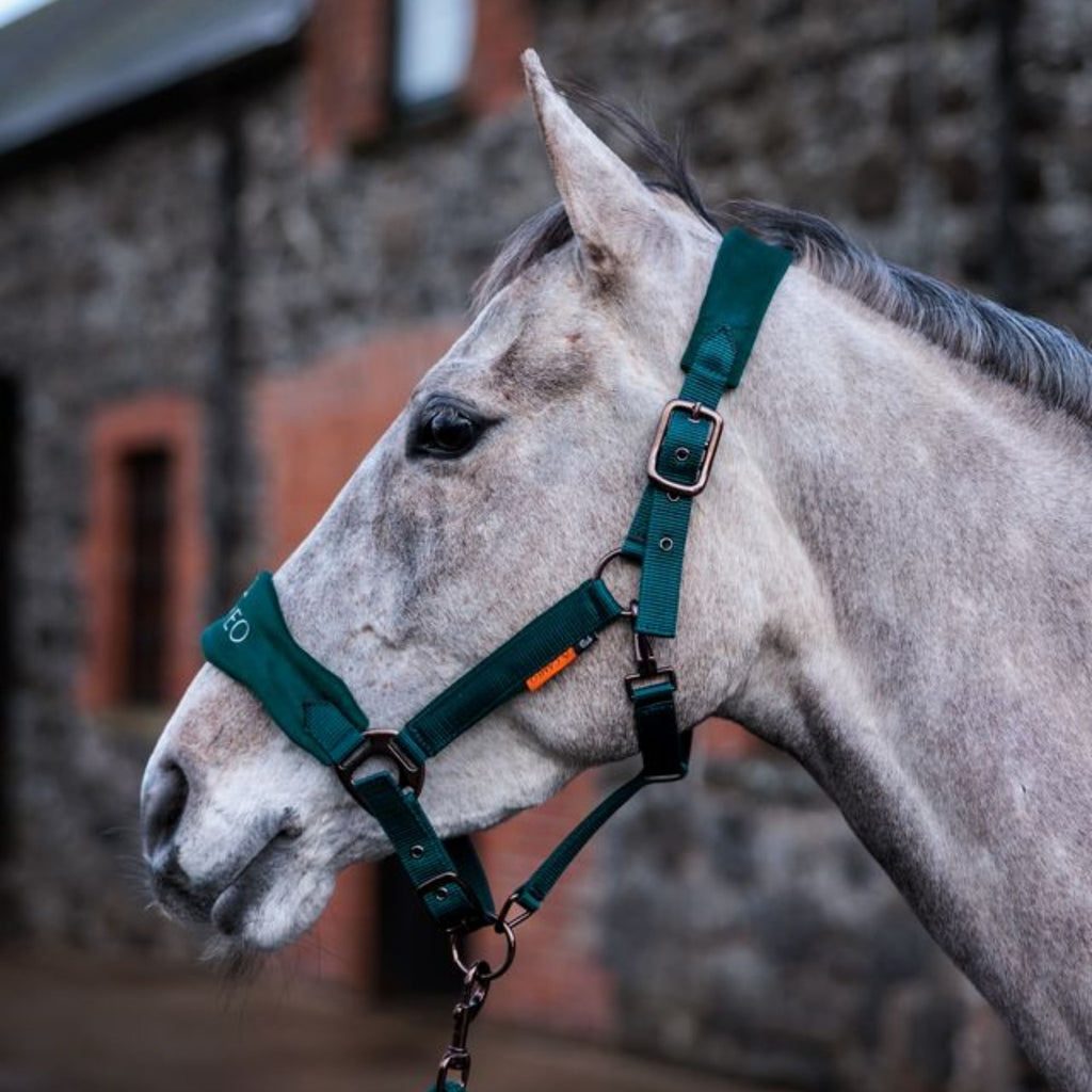Cameo Suede Elite Headcollar & Leadrope - Evergreen
