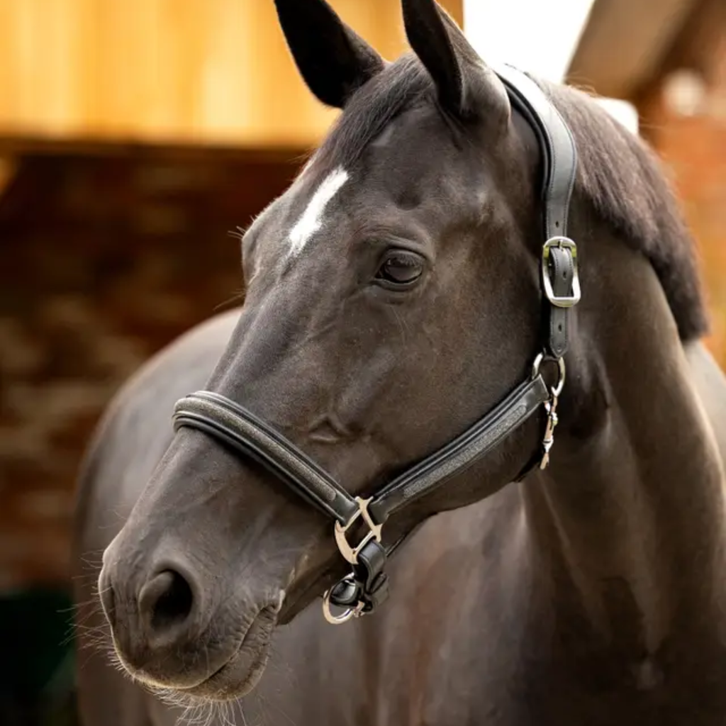 LeMieux Leather Crystal Headcollar - Black