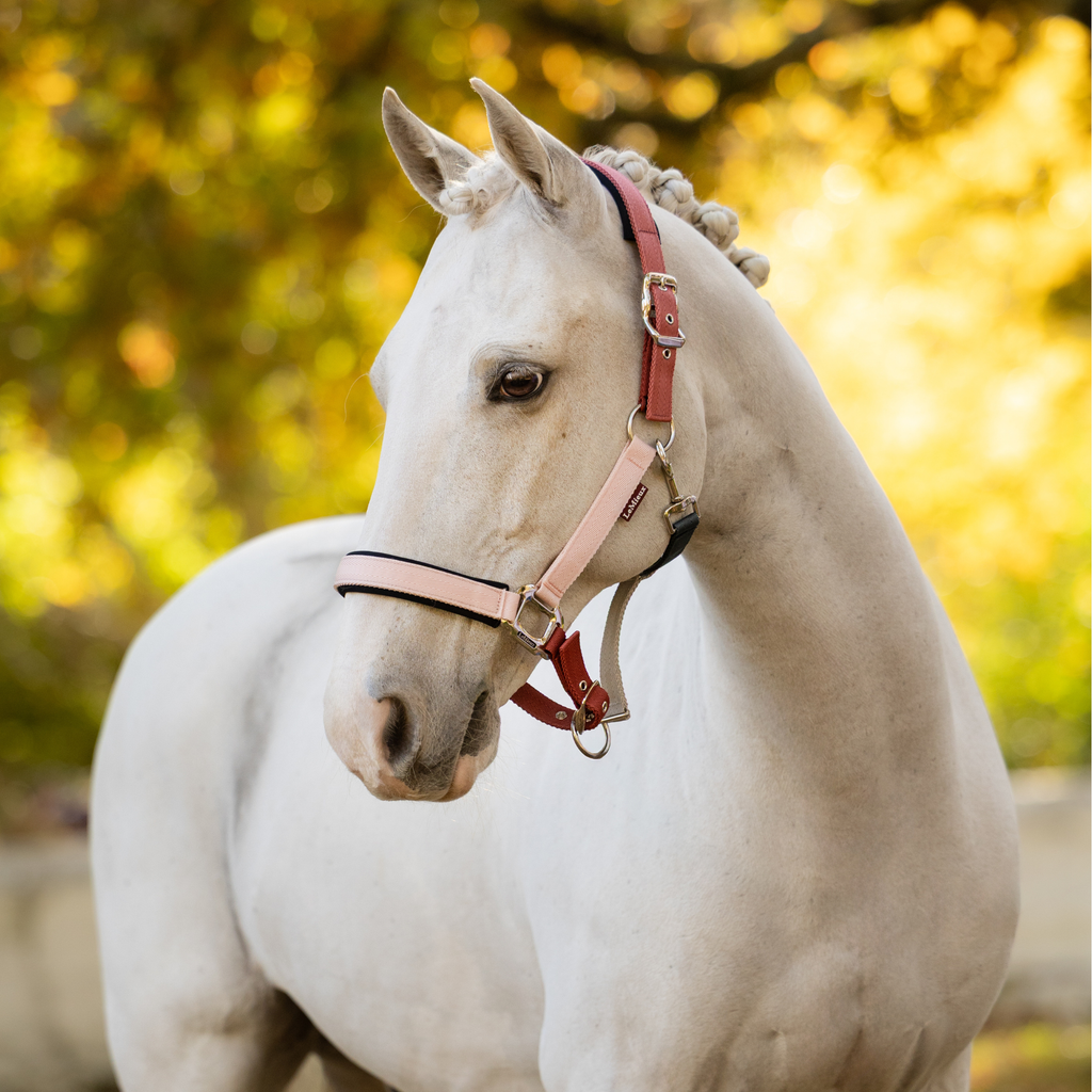 LeMieux Medley Headcollar - Spiced Earth/Petal/Aloe