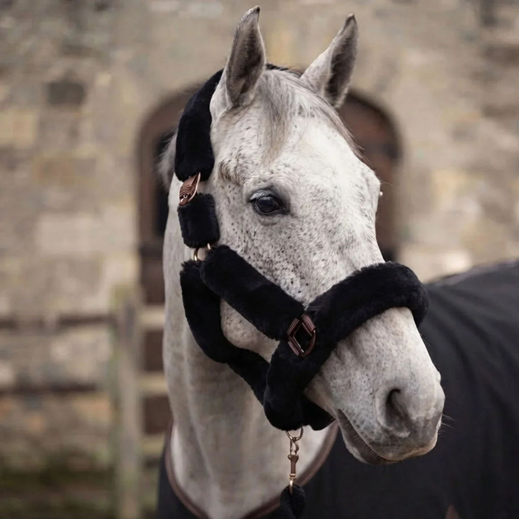 Cameo Deluxe Headcollar - Black