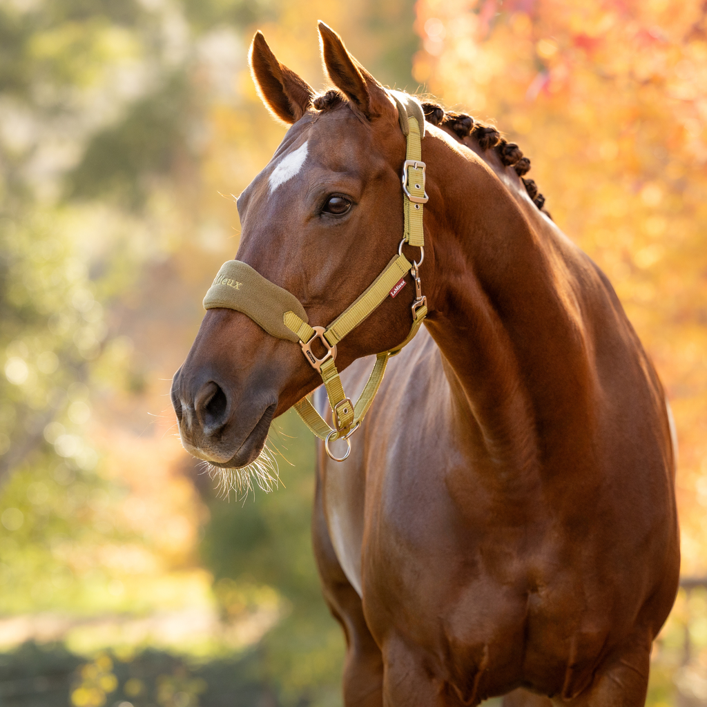 LeMieux Vogue Headcollar & Leadrope - Gooseberry
