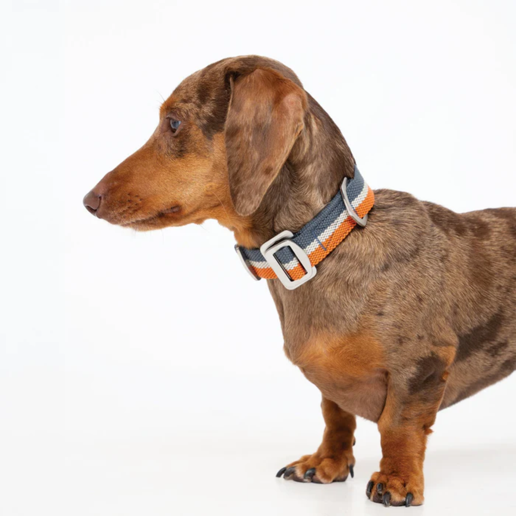Ruff & Tumble All-Terrain Collar - Navy/Amber