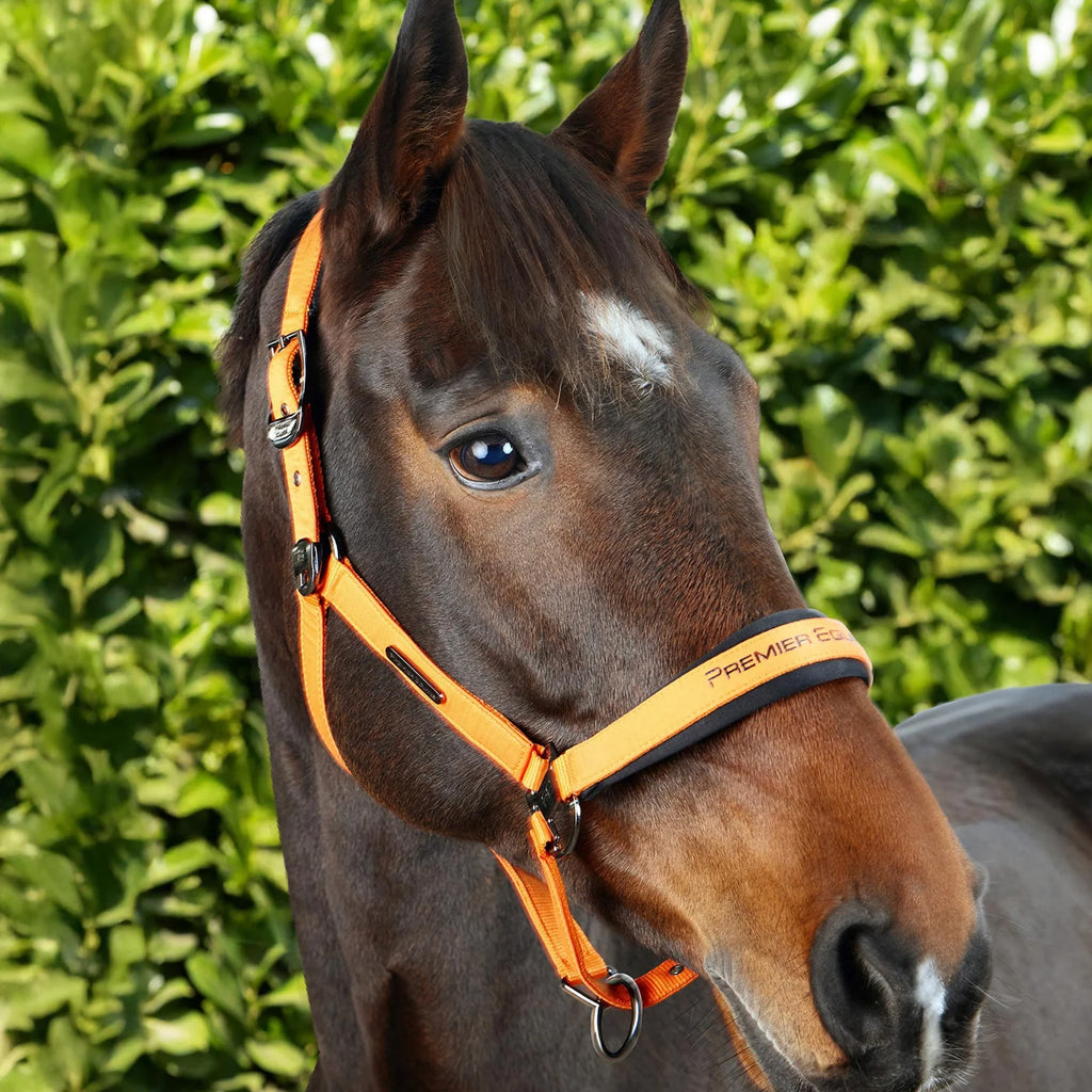 Premier Equine Duco Padded Head Collar with Lead Rope - Orange