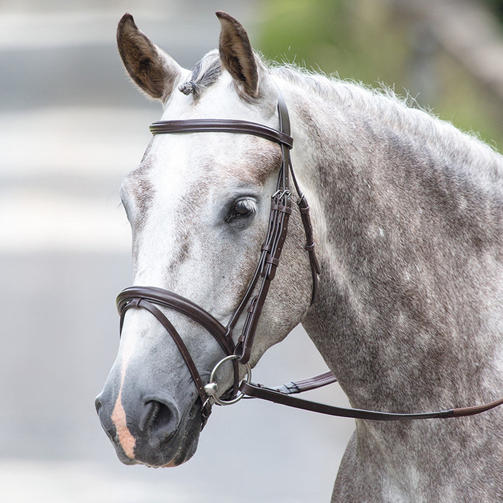 Bridleway Melton Padded Raised Flash Bridle - Havana