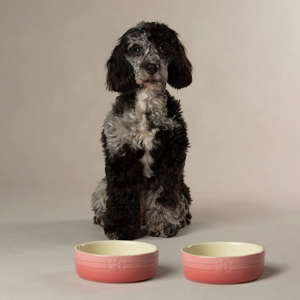 Scruffs Ombre Food Bowl - Pink