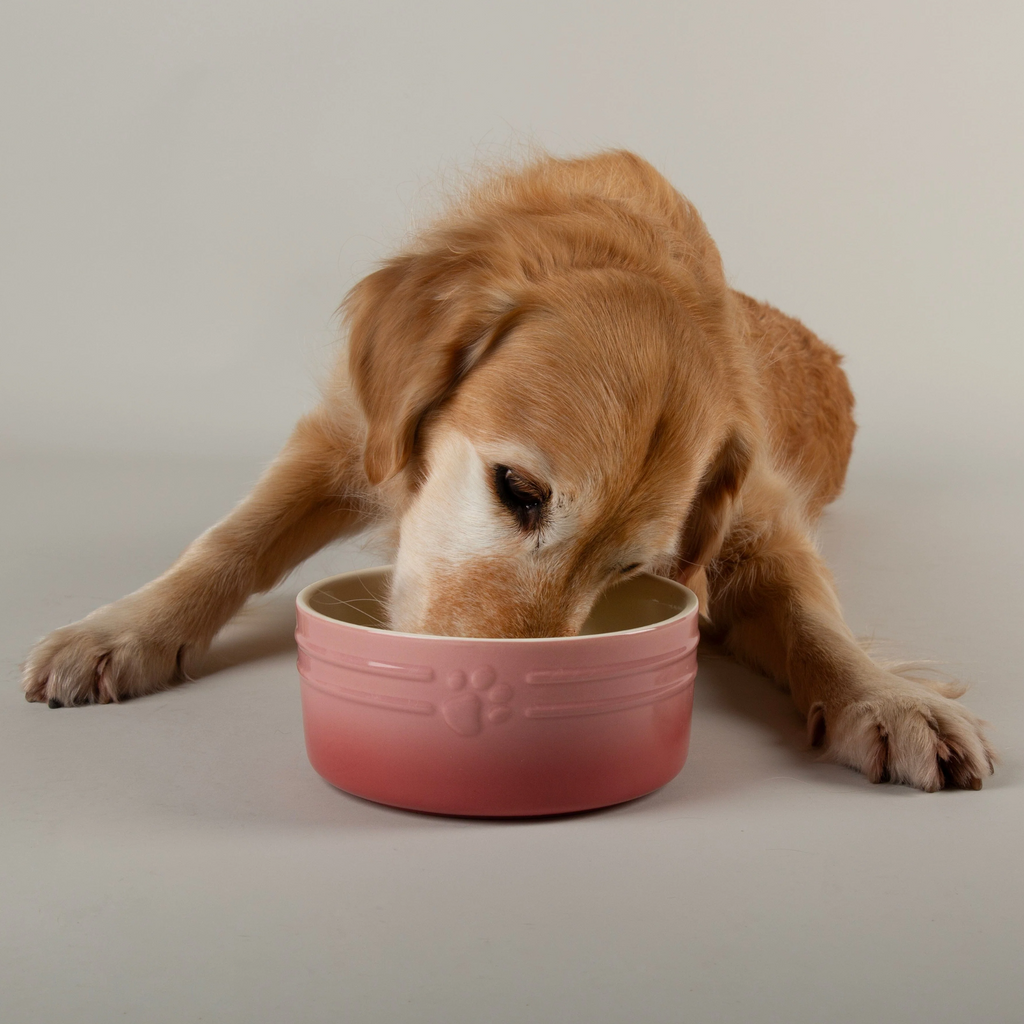 Scruffs Ombre Food Bowl - Pink