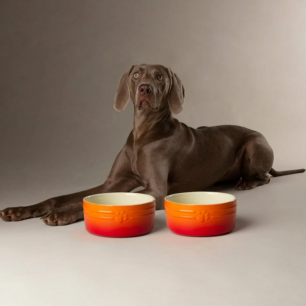 Scruffs Ombre Food Bowl - Orange