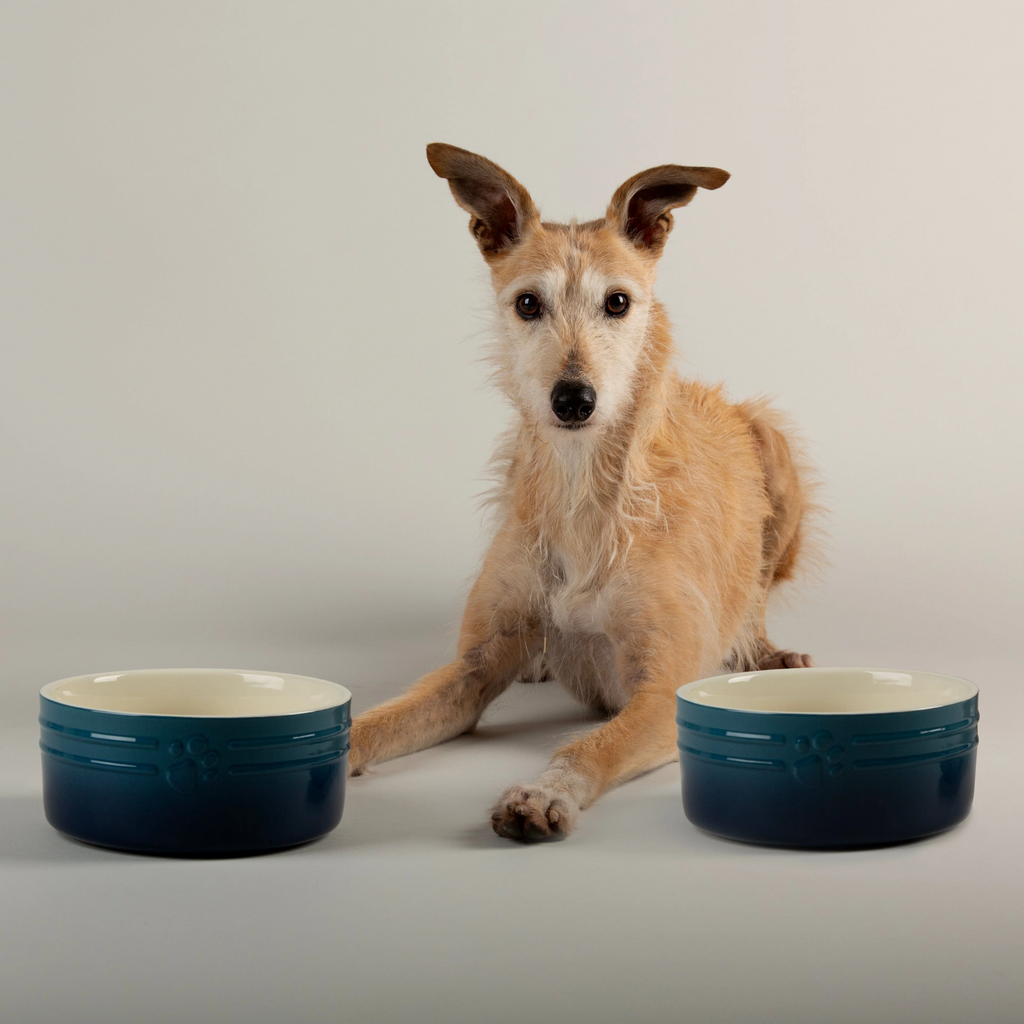 Scruffs Ombre Food Bowl - Blue