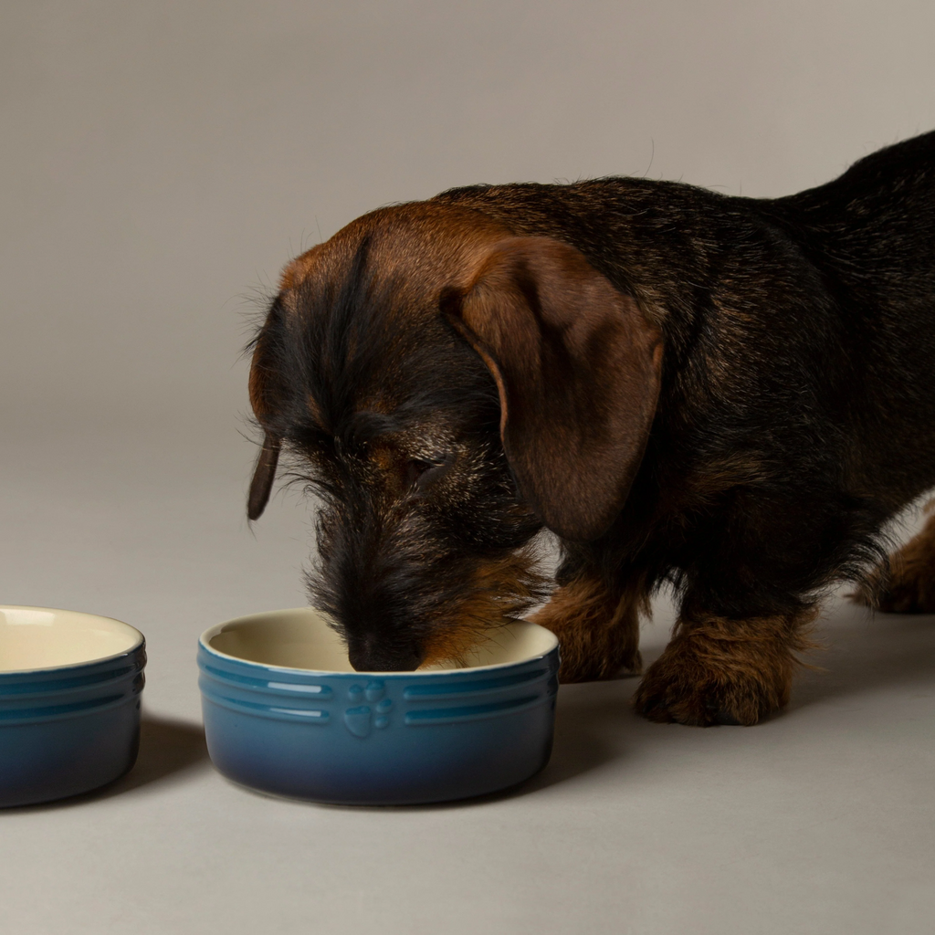 Scruffs Ombre Food Bowl - Blue