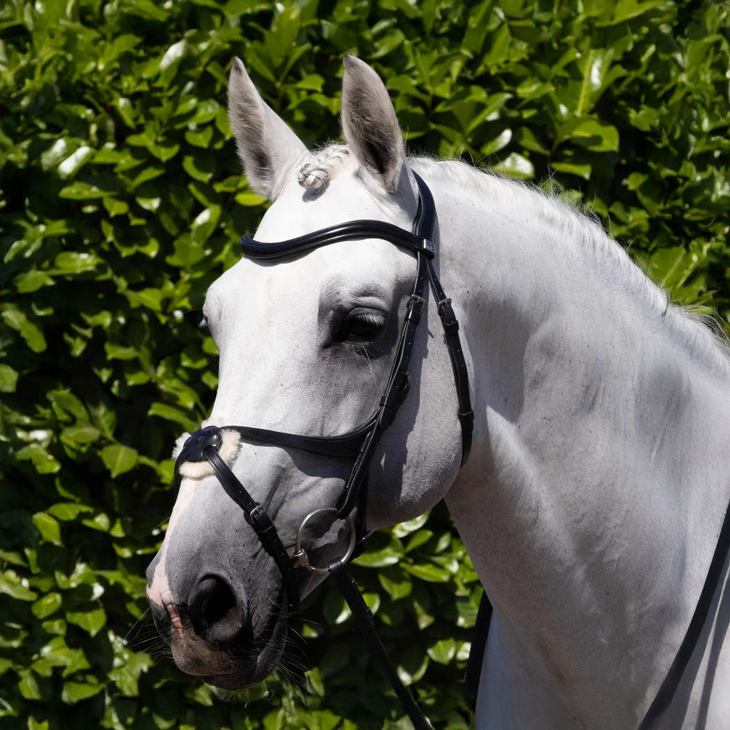 Premier Equine Glorioso Grackle Bridle - Black