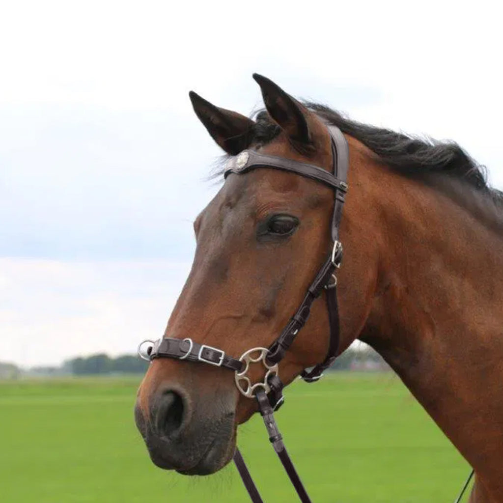 F.R.A Caval Hackamore Bridle - Brown