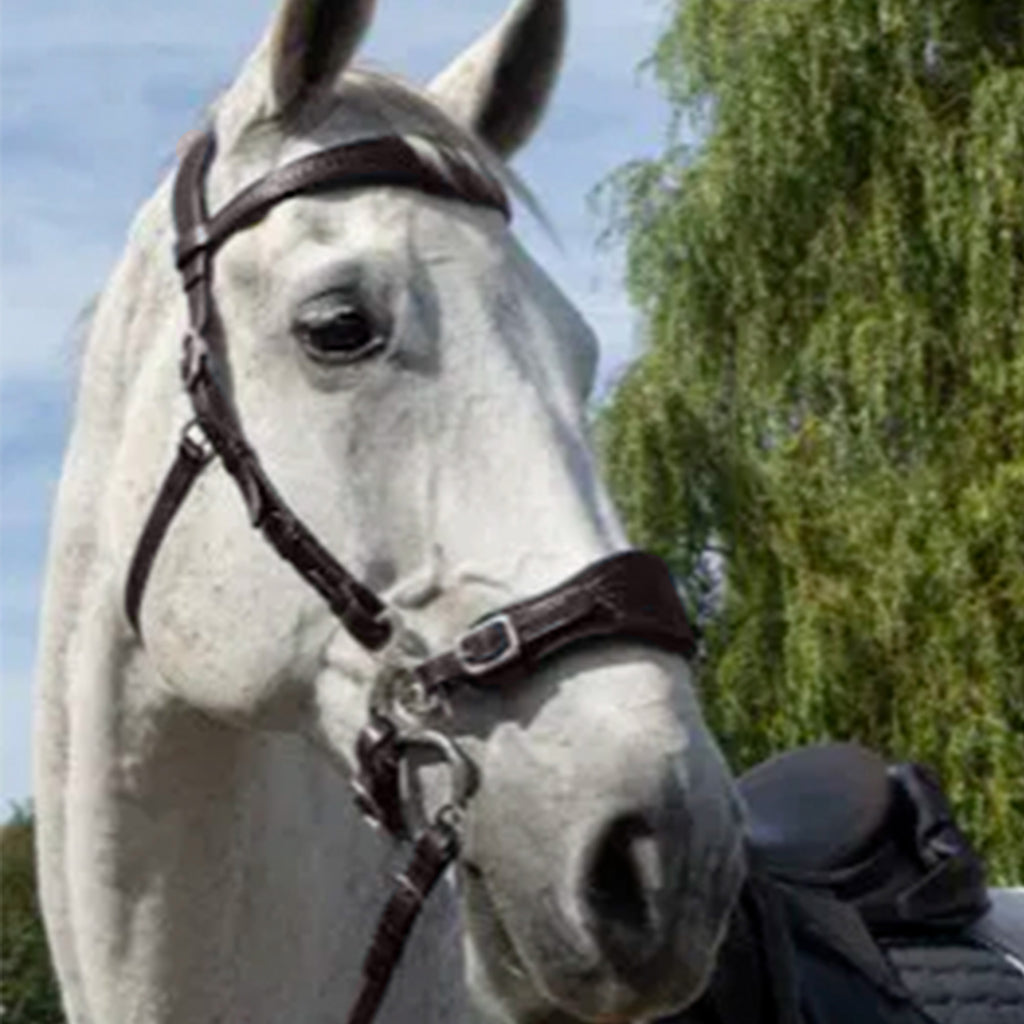 F.R.A Fiore Hackamore Bridle - Havana