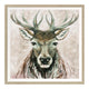 Camelot Dermot - Small