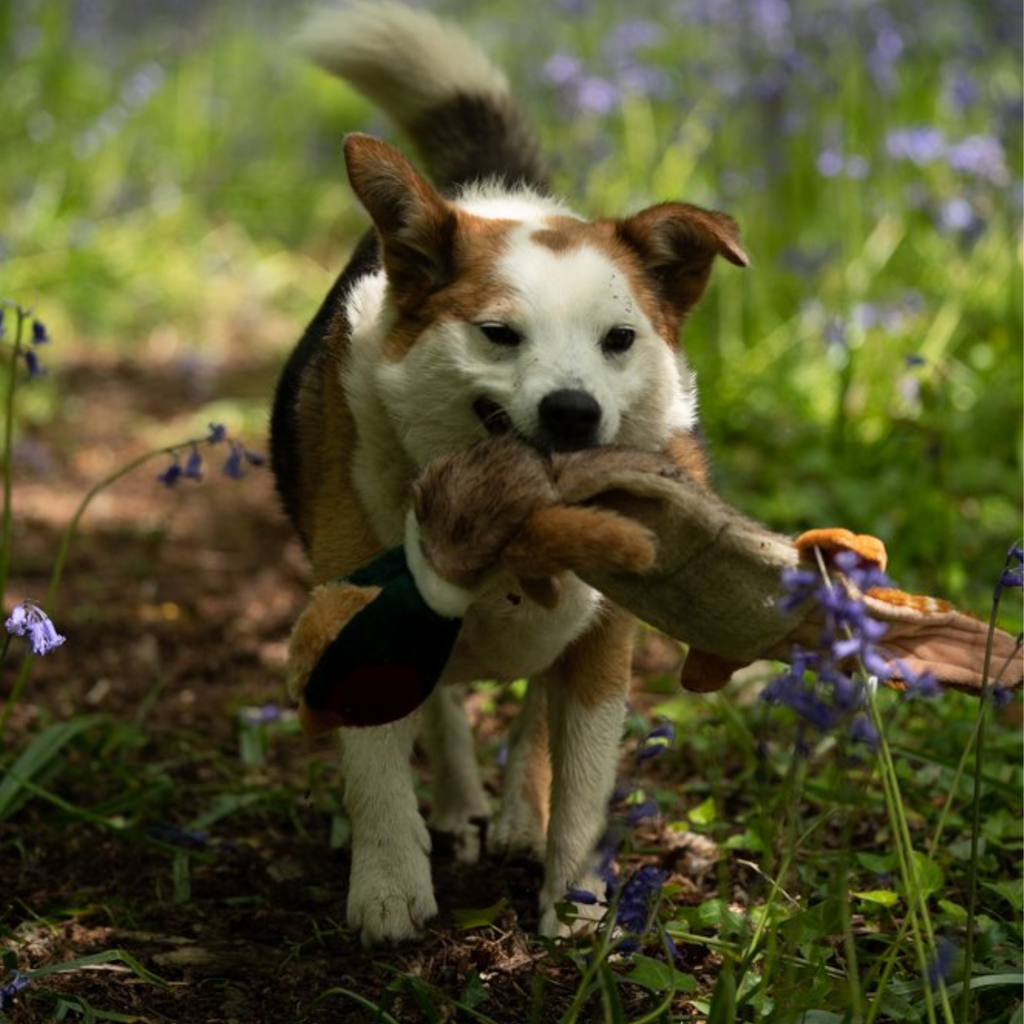 Petface Pheasant Plush Dog Toy