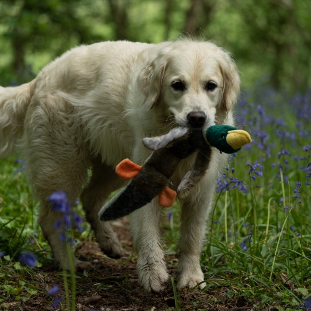 Petface Duck Plush Dog Toy