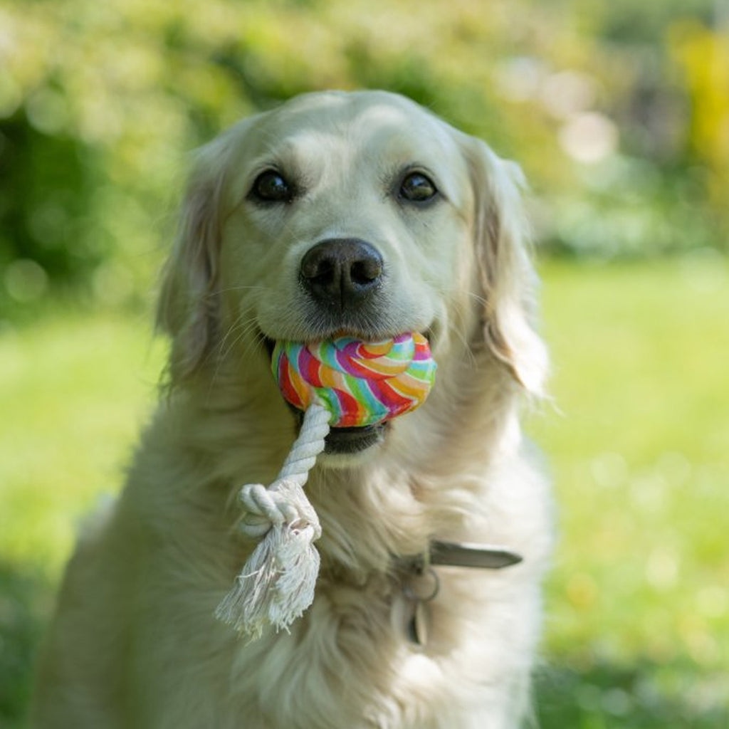 Petface Lilly Lollipop Plush and Rope Dog Toy