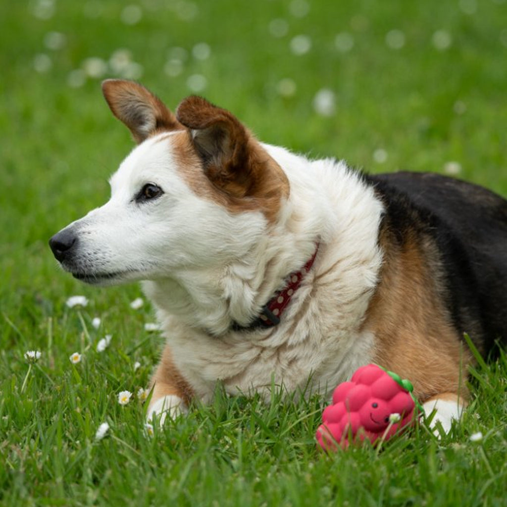 Petface Foodie Faces Latex Raspberry Dog Toy - Small