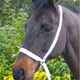 Equi-Sential Show Halter - White
