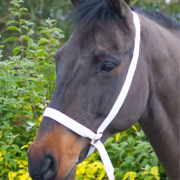 Equi-Sential Show Halter - White