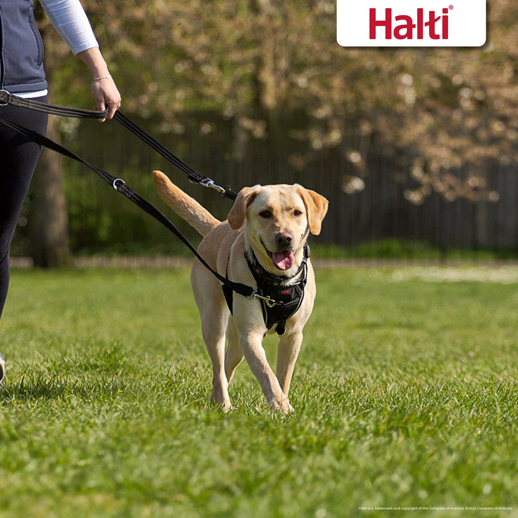 Halti Training Lead - Black
