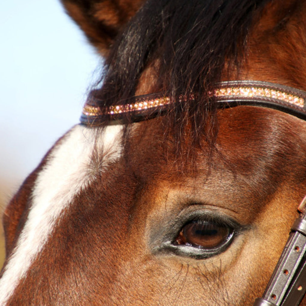 Hy Equestrian Rosciano Rose Gold Browband - Brown/Rose Gold
