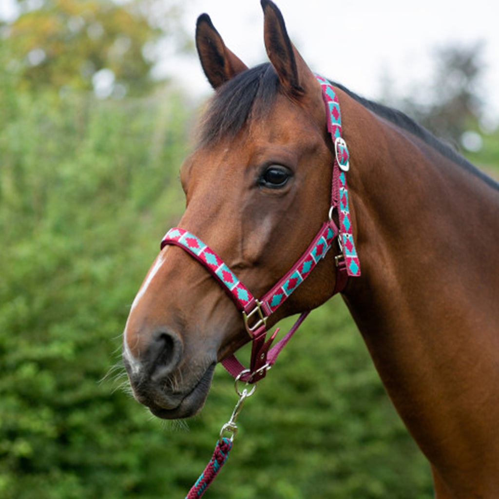 Hy Equestrian Woven Polo Head Collar And Lead Rope - Aqua/Fig