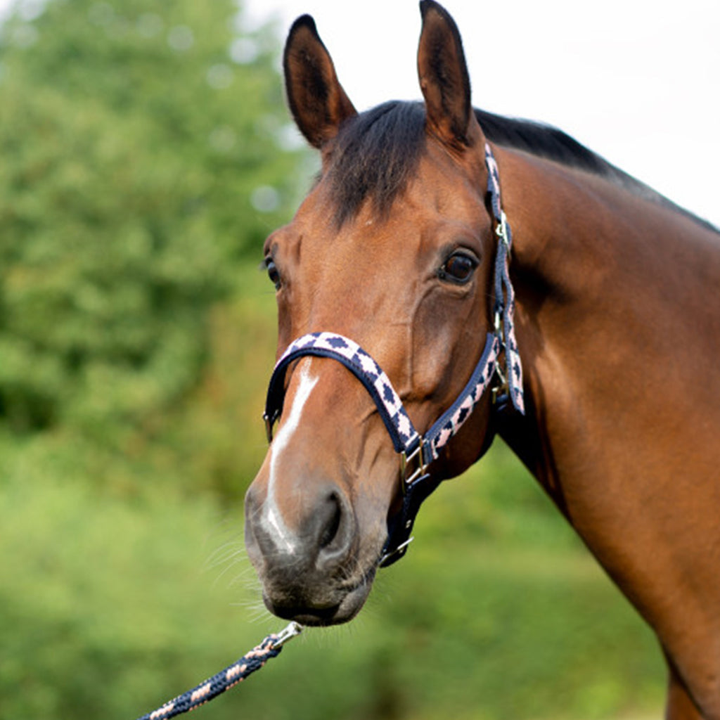 Hy Equestrian Woven Polo Head Collar And Lead Rope - Navy/Rose