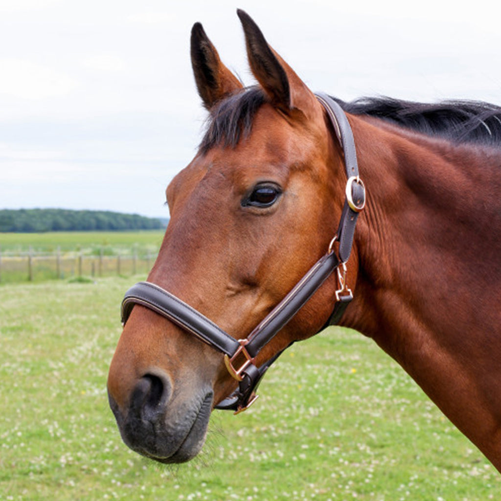 Hy Equestrian Chromatic Leather Head Collar - Brown