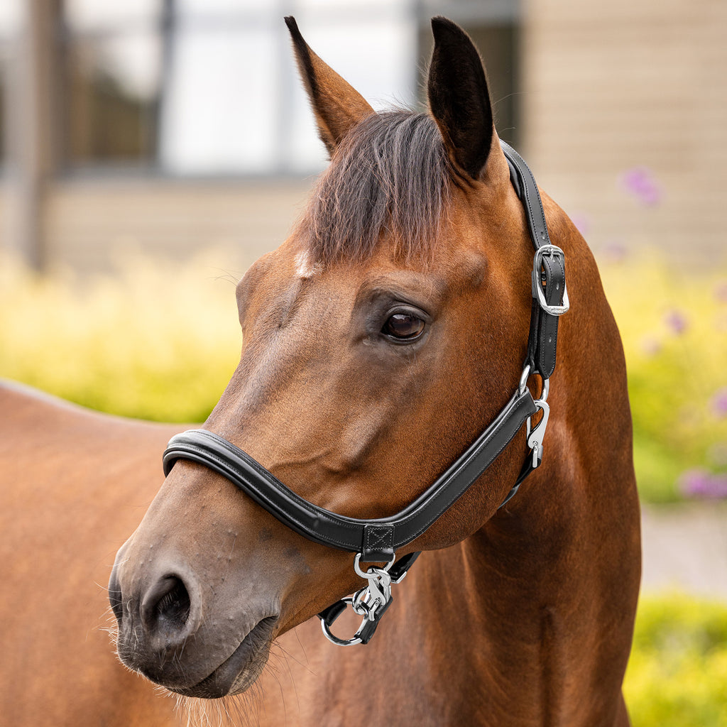 LeMieux Leather Grooming Headcollar - Black