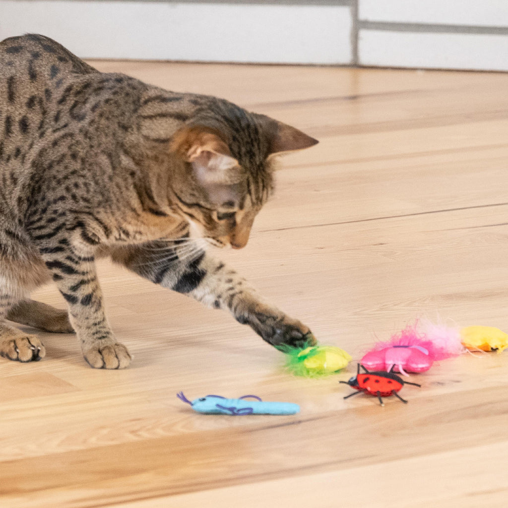 Cute as a Bug Cat Toys - 6 Pack