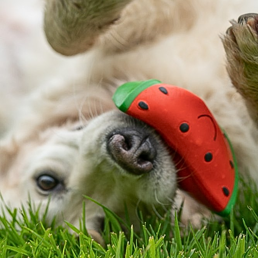 Petface Foodie Faces Latex Watermelon Dog Toy - Large