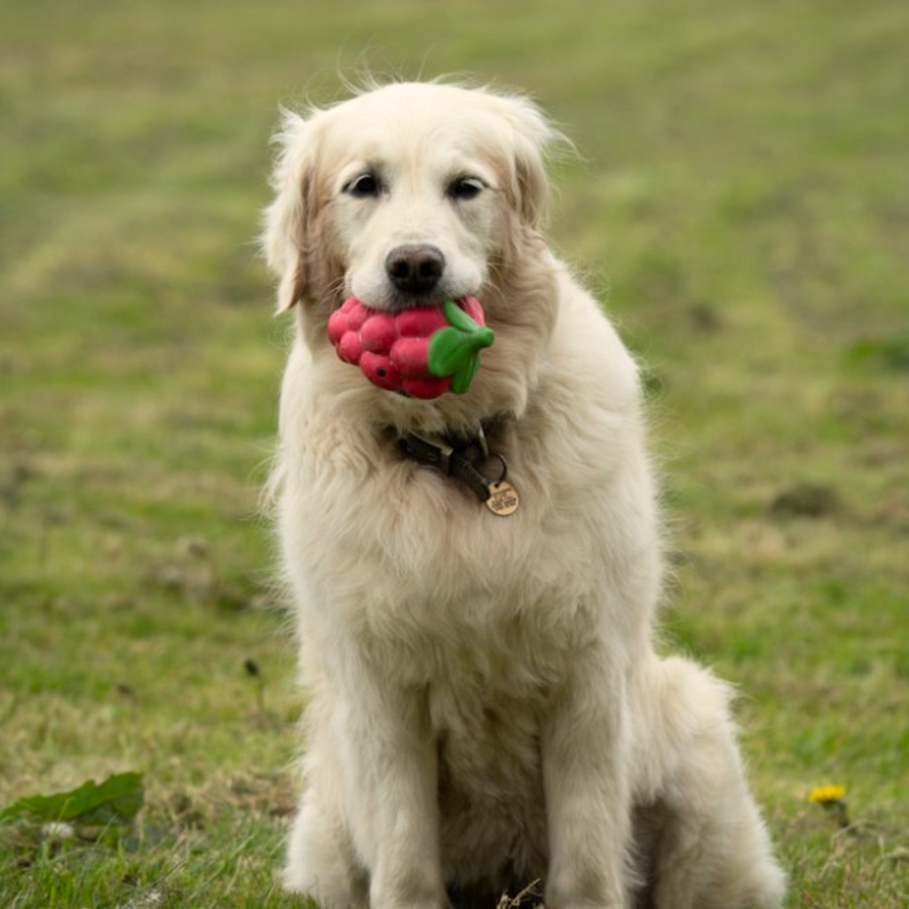 Petface Foodie Faces Latex Raspberry Dog Toy - Large