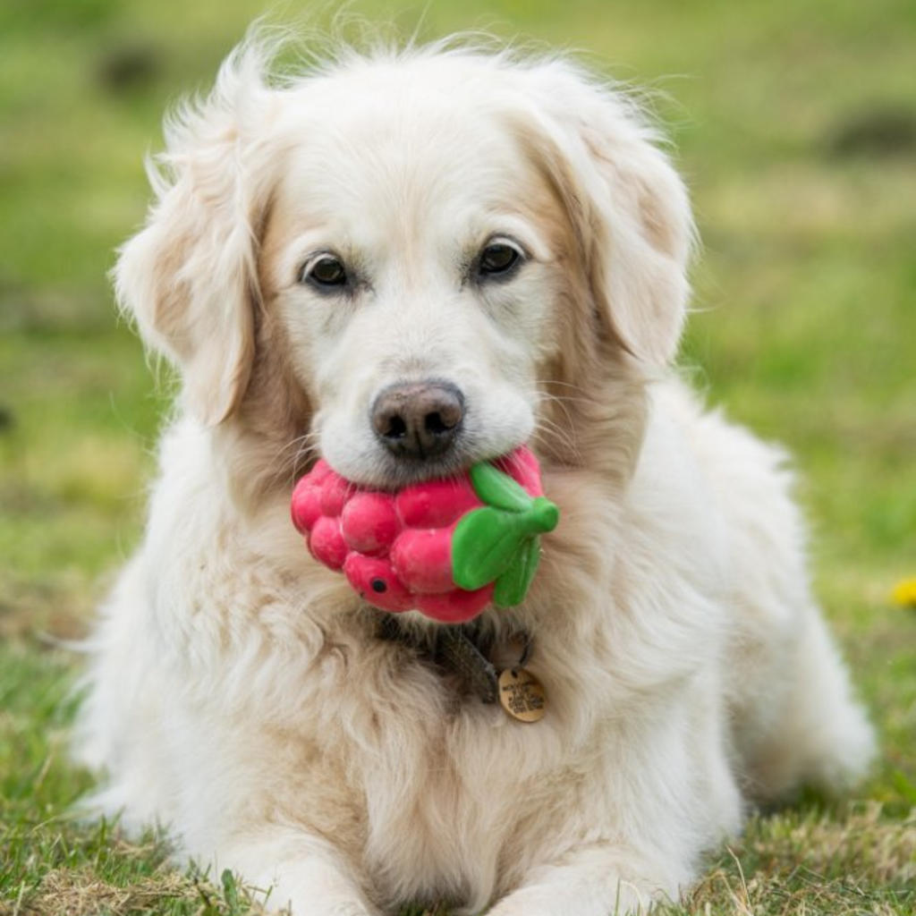 Petface Foodie Faces Latex Raspberry Dog Toy - Large