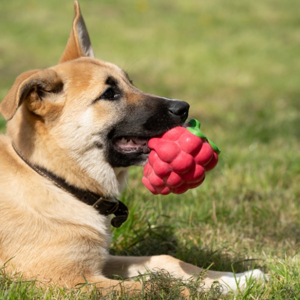 Petface Foodie Faces Latex Raspberry Dog Toy - Large