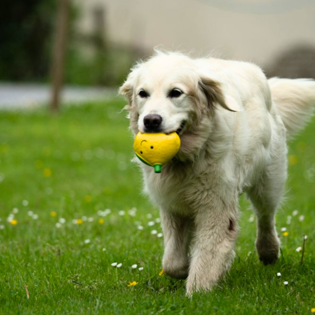 Petface Foodie Faces Latex Lemon Dog Toy - Large