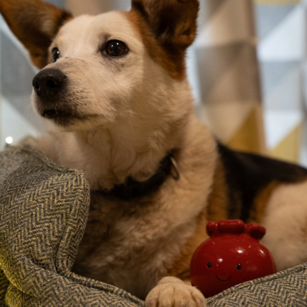 Petface Carrie Cranberry Latex Dog Toy