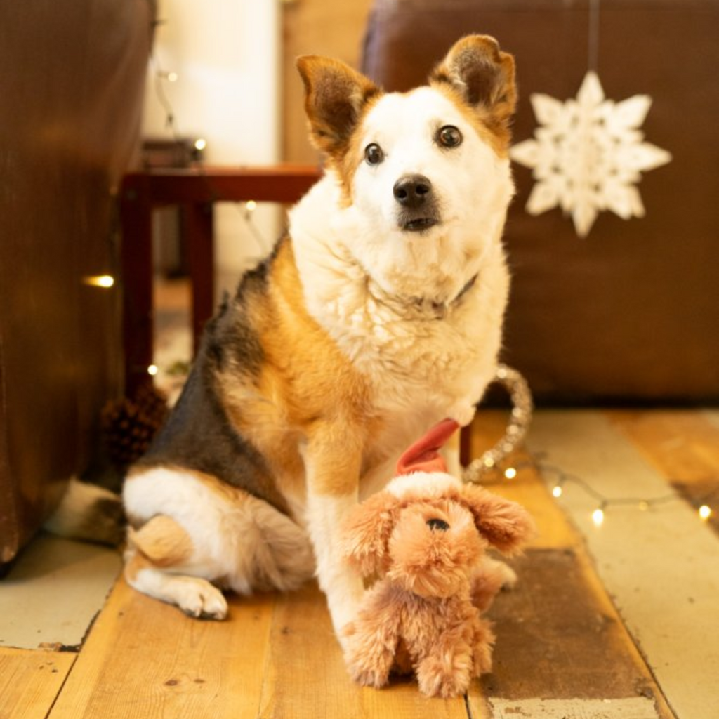 Petface Stella Scruffy Plush Christmas Dog Toy