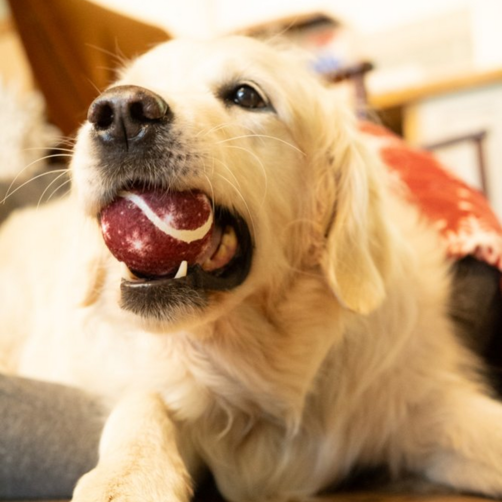 Petface Squeaky Snowflake Tennis Ball Dog Toy