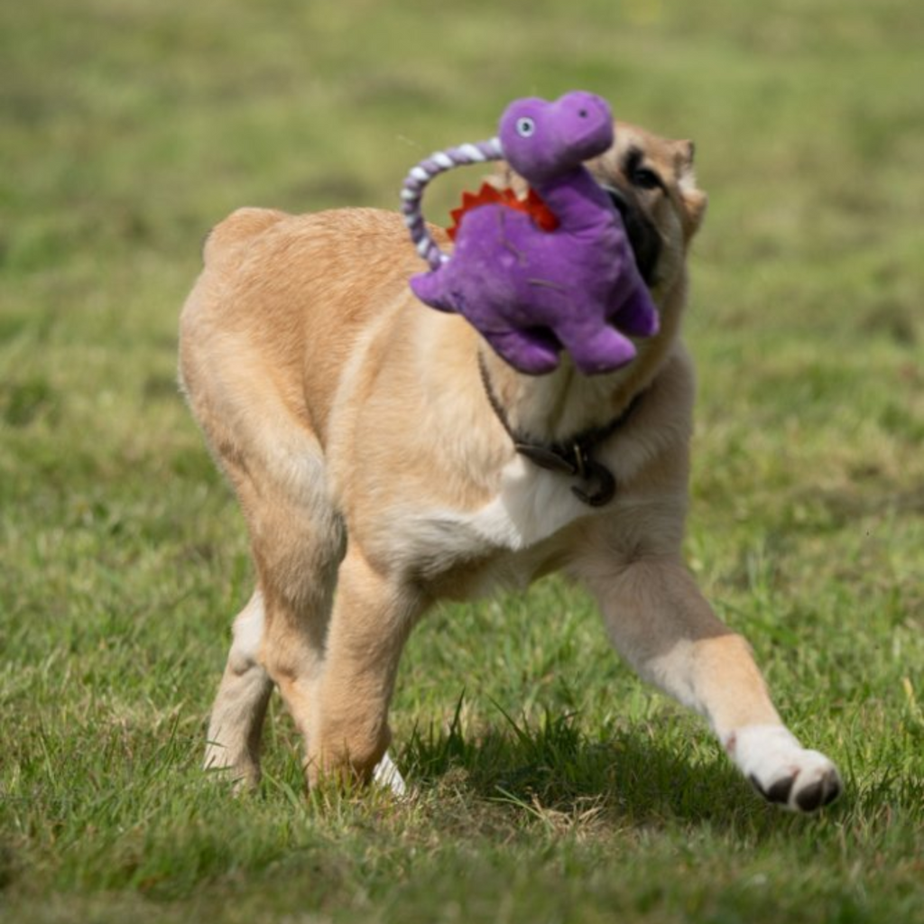 Petface Buddies Rope Handle Dinosaur Plush Dog Toy