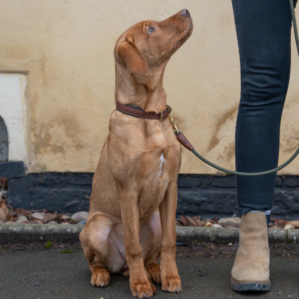 Ruff and Tumble Morston Leather Dog Collar - Olive