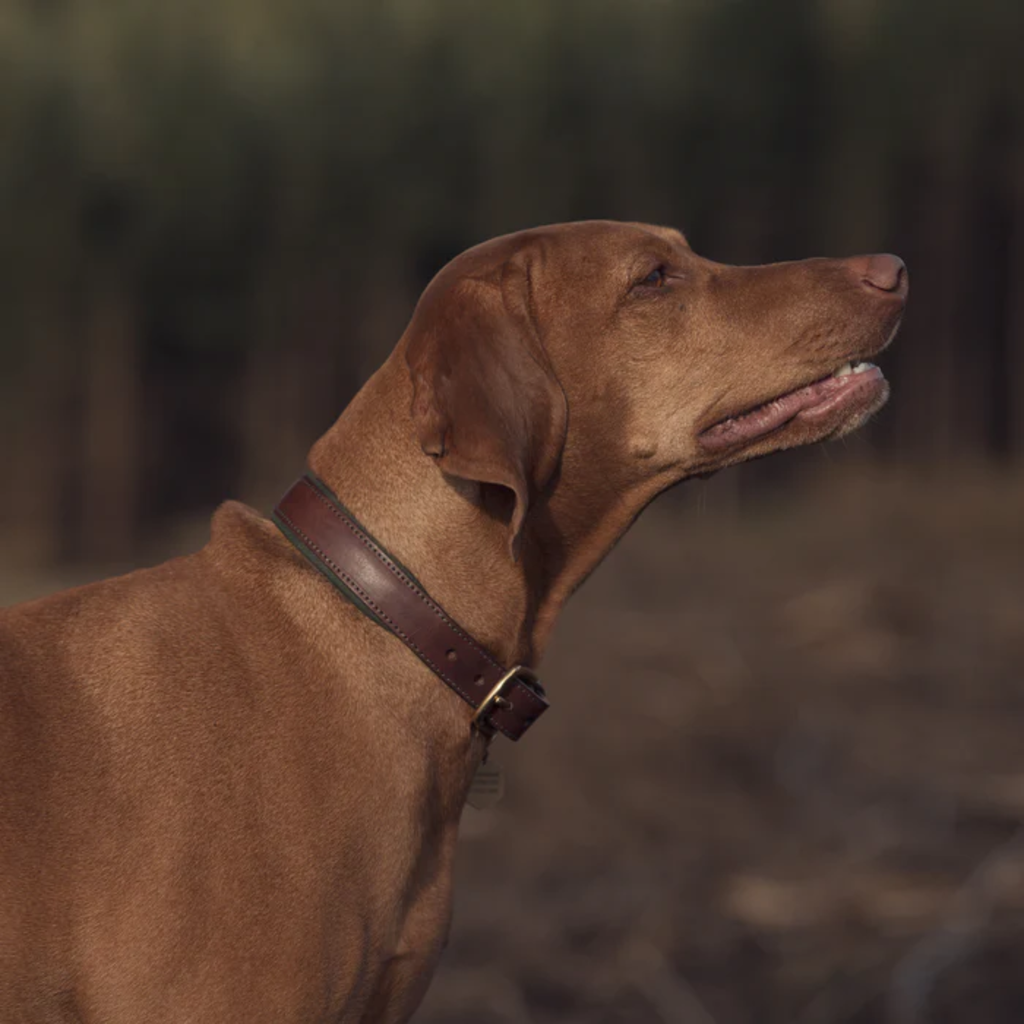 Ruff and Tumble Morston Leather Dog Collar - Olive