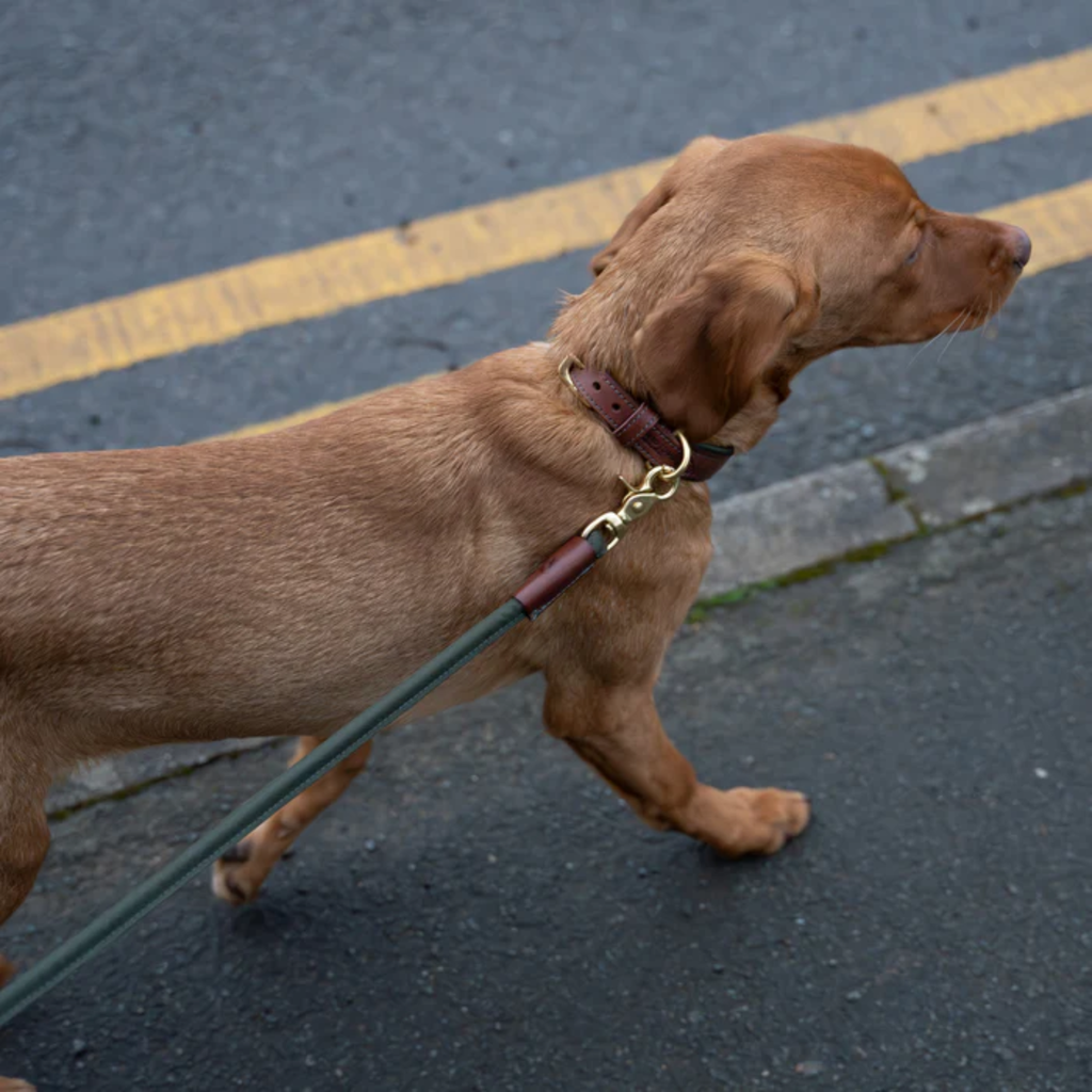 Ruff and Tumble Morston Leather Dog Collar - Olive