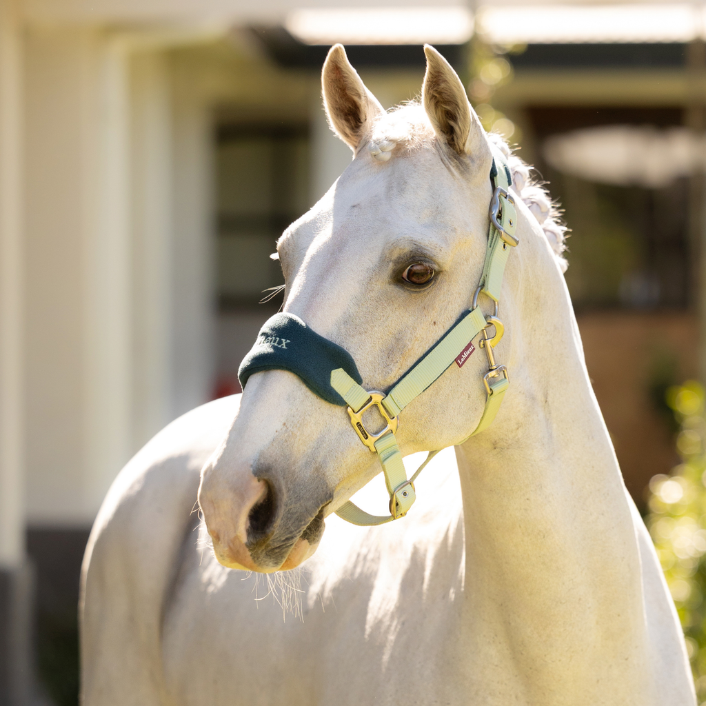 LeMieux Vogue Headcollar and Leadrope - Macaron