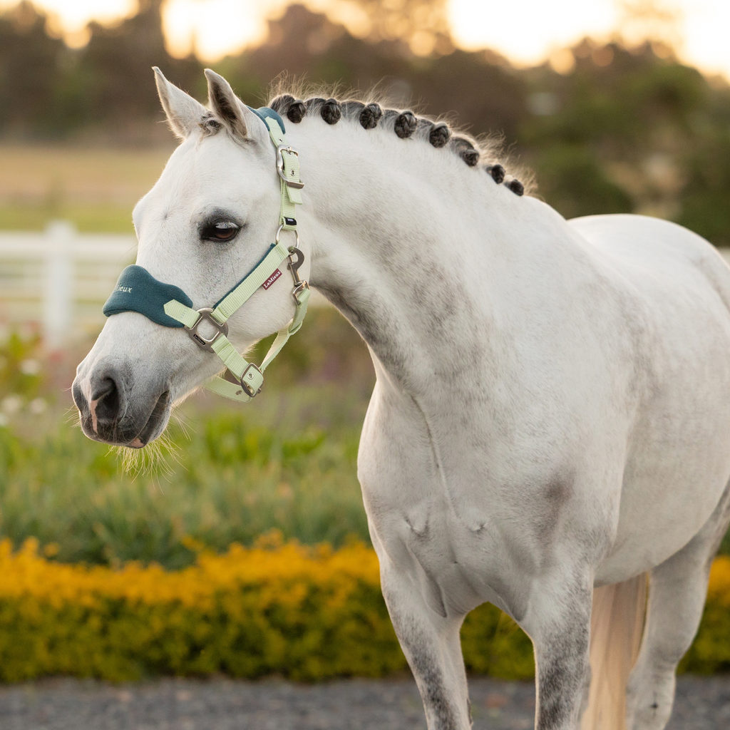 LeMieux Mini Vogue Headcollar and Leadrope - Macaron