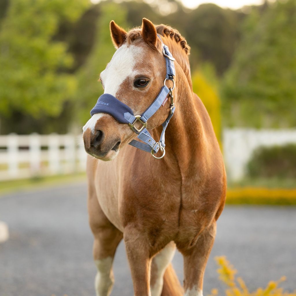 LeMieux Mini Vogue Headcollar and Leadrope - Powder Blue