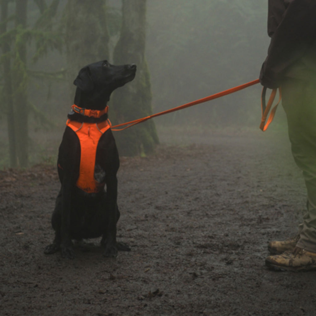Ruffwear Front Range Collar - Blaze Orange