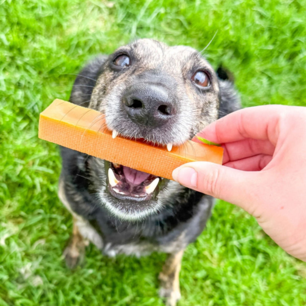 Eden Medium Pumpkin Milk Chew