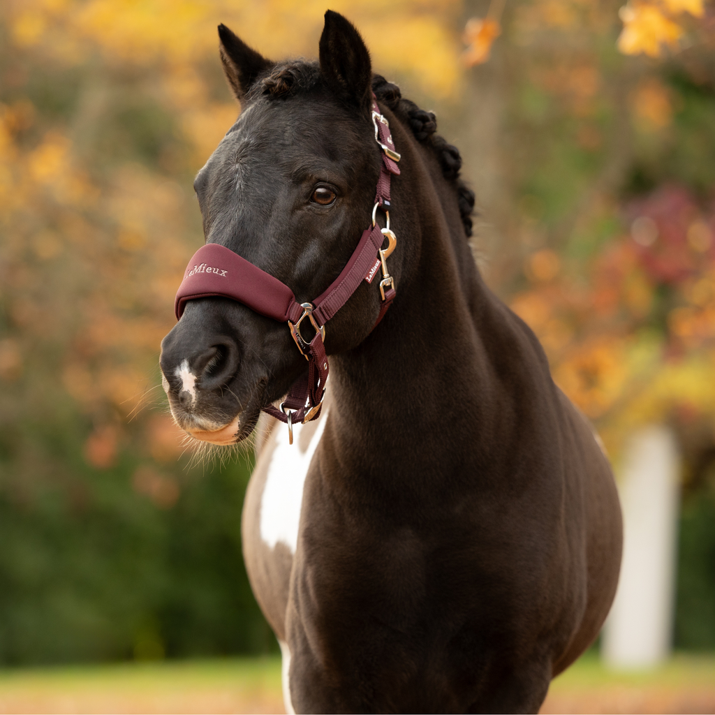 LeMieux Breakaway Vogue Headcollar & Leadrope - Bramble